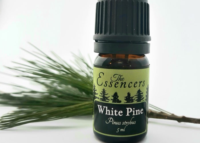Pine Essential Oil Young Living Essential Oils